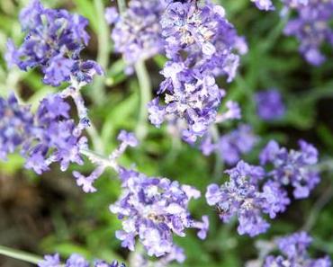 Komm mit mir in meinen Garten…