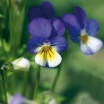 Das Weleda-Jubiläums-Gewinnspiel