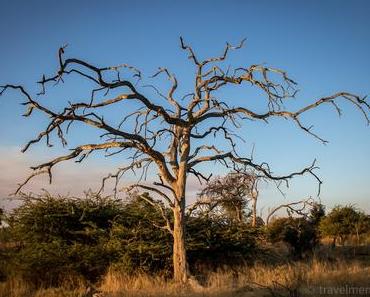 Moremi Wildreservat – auf Leoparden-Safari im Okavango Delta