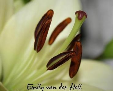 Immer wieder Sonntags ...