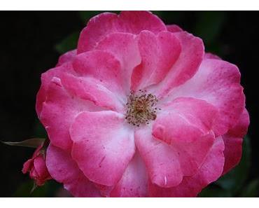 Ich finde das komisch