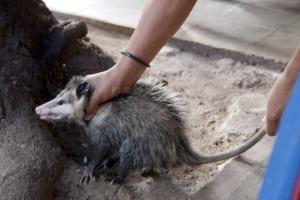 Die zuckersüße Realität