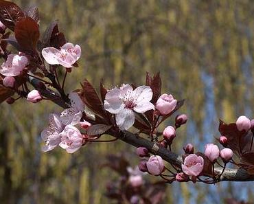 Sakura – kirschblütenrosa