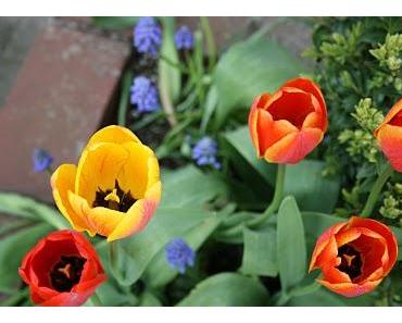 Lebe heute - das Wunder dieses Tages!