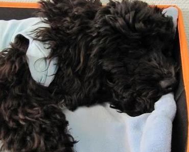 Schnipp schnapp, Eier ab