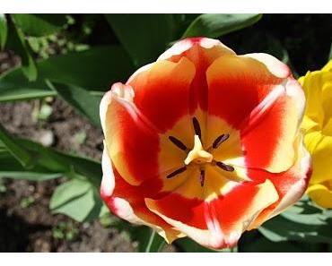 Wir verhalten uns oft wie ein Elefantenbaby