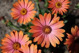 Der Zug der Bequemlichkeit