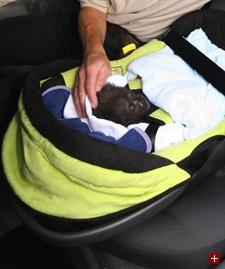 Gorillababys haben es besser als Menschenbabys