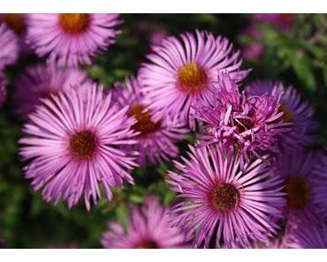 Die Tasche mit den Sieben Sachen