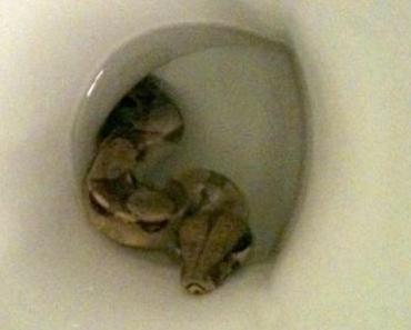 Mädchen entdeckt Boa Constrictor in der Toilette