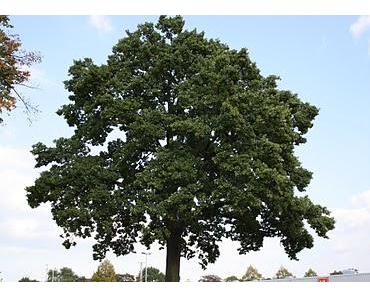 Die Geschichte eines Baumes - Ähnlichkeiten zu uns Menschen sind beabsichtigt!