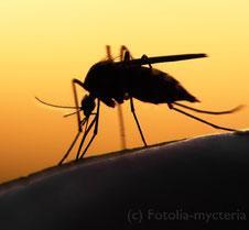 Nur DEET hilft gegen Mückenstiche, doch wie sieht es mit den Nebenwirkungen aus?