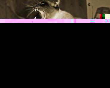 Mein Laptop fühlt sich sexuell belästigt