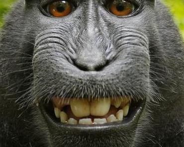 Tierschützer von Peta klagen weiter um Makake Narutos Rechte