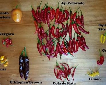 Update 28.08.2016, Ernte und LED-Test