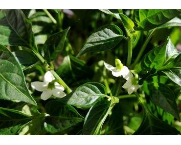 Foto: Chilies in Blüte
