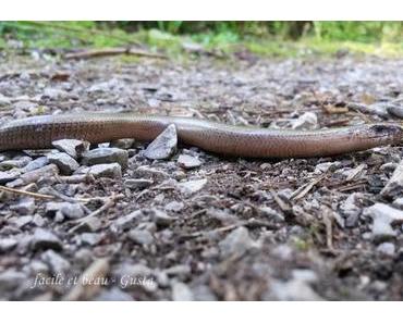 CU #36: Blindschleiche