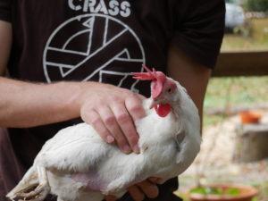 „Papa hat neue Hühner geholt!“ Unsere zweite Hühner-Rettung