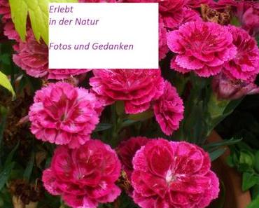 Erlebt in der Natur #15 Herbstgedanken