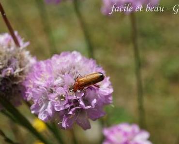 Besuch auf der Sandgrasnelke