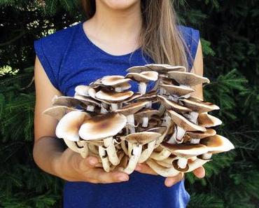 Pilze selber züchten - Jaimee testet ein weiteres Pilzset von Pilzmännchen