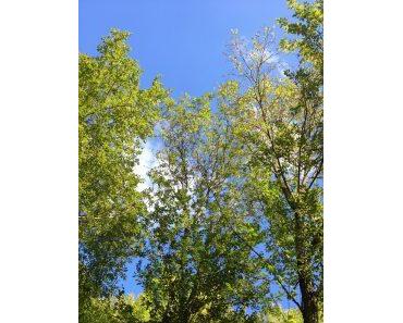 Gewinnspiel „Visualvest-Baumentdecker“