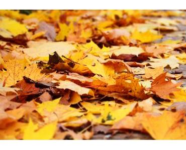 Herbst – Zeit der Farben, Zeit der Bilder