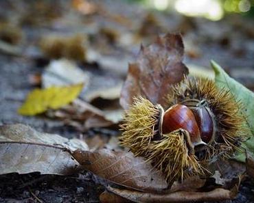 Maronen-Cremesuppe (mit selbst gesammelten Maroni!)