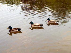 Die Ente mit dem Eimer auf dem Dachboden