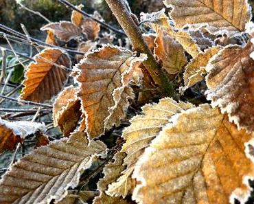 Foto: Rauhreif an Zweigen und Blättern