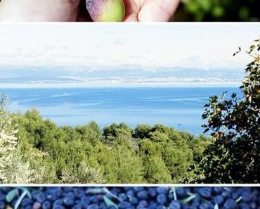 Unsere Olivenernte in Kroatien