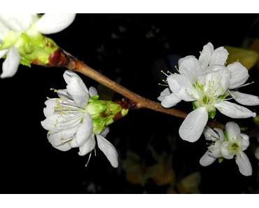 Foto: Barbara-Zweige