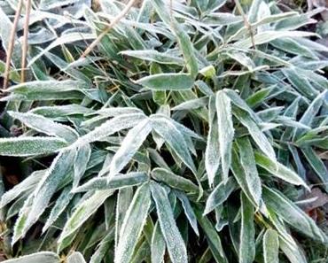 Struktur im Wintergarten