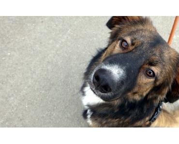 unser Leih-Hund