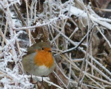 Sonntagsfreude: Wintervogelzählung