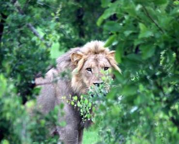 Namibia - Kwando River