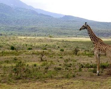 Auf Safari in Tansania