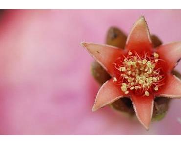 [News] – Zeitlos schön mit der Weleda Granatapfelserie: