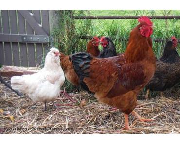 Die unverhofften Freuden und Sorgen der Geflügelhaltung – Teil 2