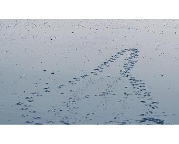 What’s Left | KW09/2017