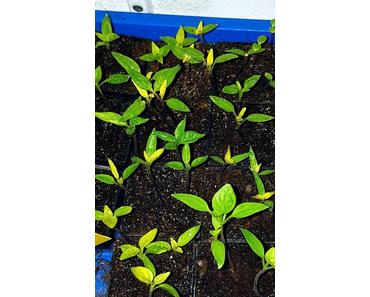 Nochmal umgetopft und pikiert