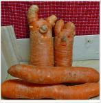 Neue Art entdeckt!! Darf ein Veganer noch Möhren essen?