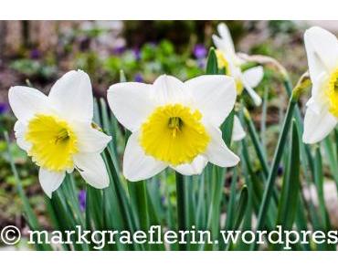 Frühlingsanfang – die Narzissen blühen