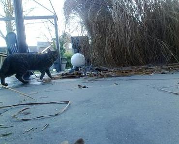 Die wilde Kamera: Katze!