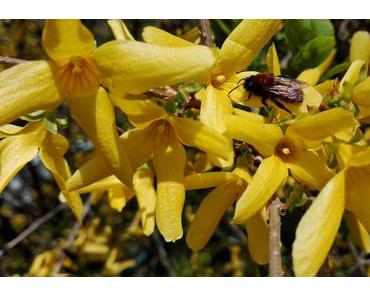 Foto: Biene auf Forsythier