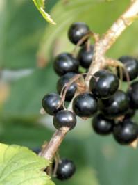 Schwarze Johannisbeere