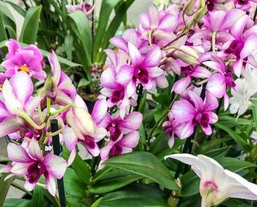 Tag der Orchidee in den USA – der amerikanische National Orchid Day