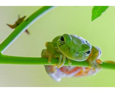 Rettet-die-Frösche-Tag – der internationale Save The Frogs Day 2017