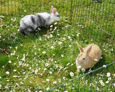 Provisorischer Kaninchenauslauf