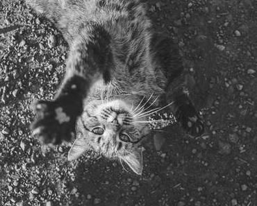 Bibi H. - How it is (Wap Bap) alternative Lyrics